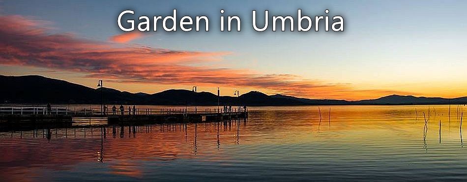 Garden in Umbria - a view of Lake Trasimeno at dawn
