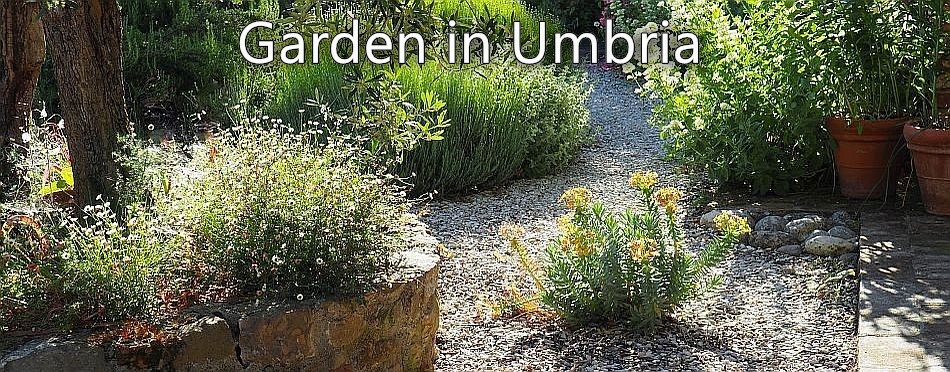 Garden in Umbria - a view across the front gravel garden in May 2020