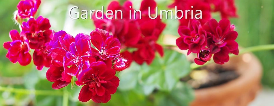 A Garden in Umbria