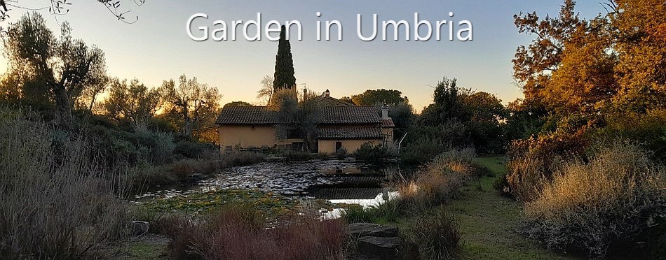 Garden in Umbria - a view across the front gravel garden in May 2020