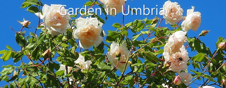 Garden in Umbria - Pruning Roses