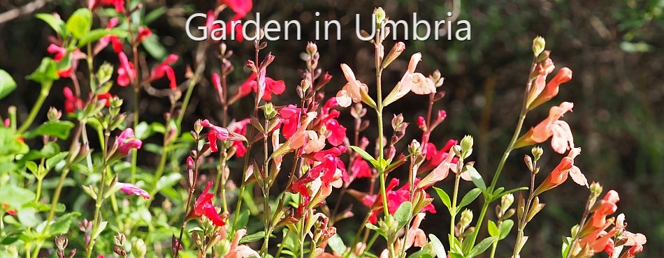 Garden in Umbria - a view across the front gravel garden in May 2020