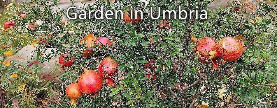 Garden in Umbria - Trimming