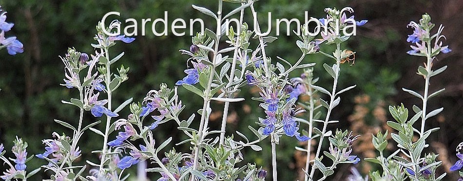 Garden in Umbria - Teucrium