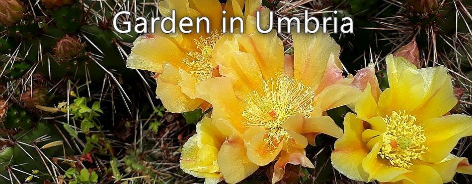 Garden in Umbria - Touch