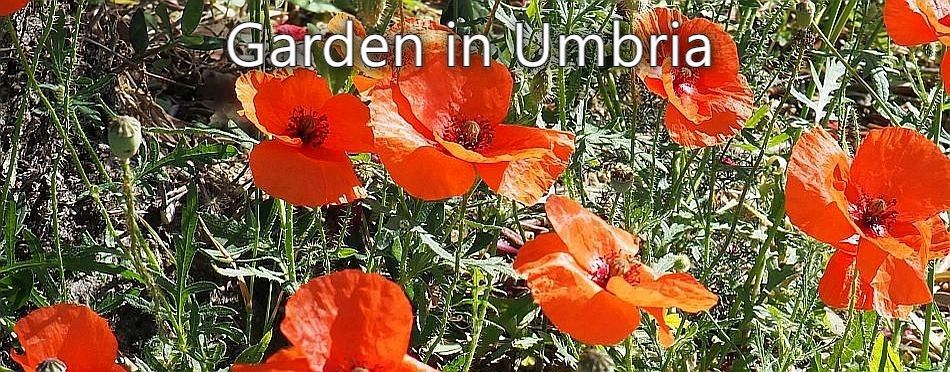 Garden in Umbria - self-seeded field poppies - flower or weed?